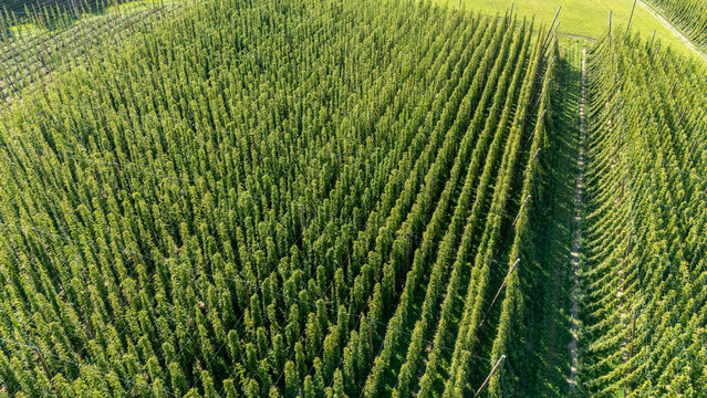 Hopfen kurz vor der Ernte
