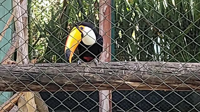 Wild and exotic animals at the zoo