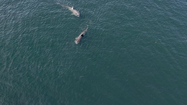 Aerial view of basking sharks in Donegal Bay - Ireland