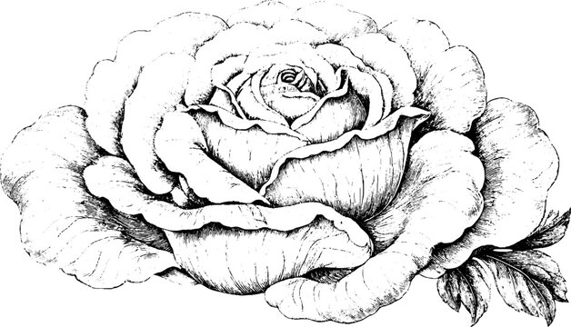Antique engraving of cabbage rose isolated on white background for botanical poster and vintage design background