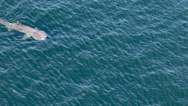 Aerial view of basking sharks in Donegal Bay - Ireland
