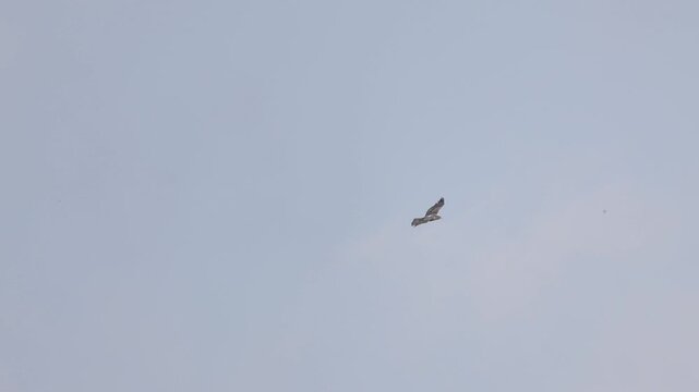 Bonelli's Eagle Flying in Blue Sky, Slow Motion Majestic Bird of Prey HD

