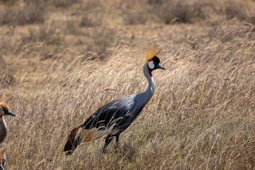 Fototapeta premium grey crowned crane