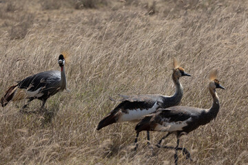 Fototapeta premium grey crowned crane