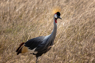 Fototapeta premium grey crowned crane