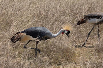 Fototapeta premium grey crowned crane