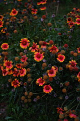 Vibrant Red and Yellow Blanket Flowers Blooming in Garden at Dusk © Harsroop