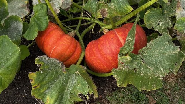 Large red ribbed pumpkins growing in garden patch ready for Halloween harvest