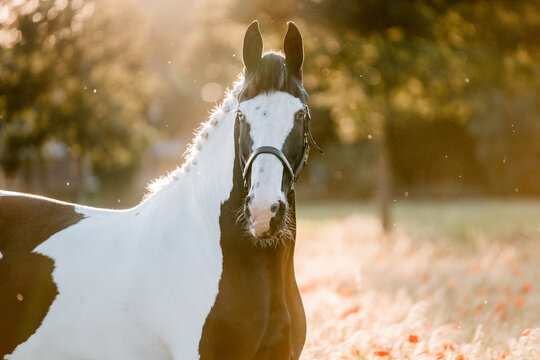 Backlit portrait of a black-and-white pinto horse in a sunlit pasture with warm autumn light and bokeh