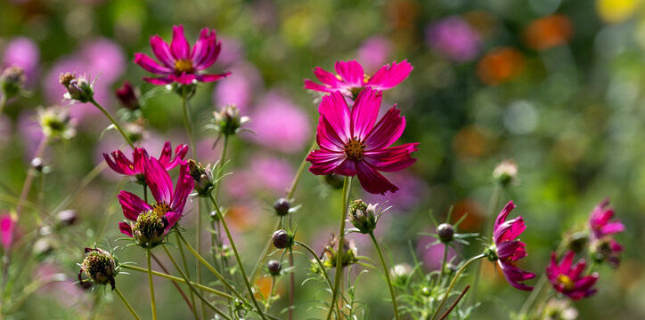 Bright pink, low maintenance cosmos flowers growing in Wisley garden in Surrey UK. Photographed in late summer.
