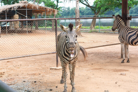 Zebra opening mouth at zoo enclosure