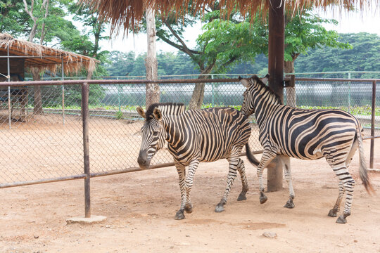 Two zebras walking together inside a zoo enclosure
