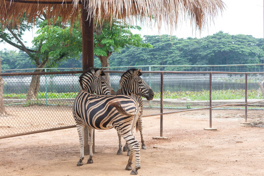 Two zebras walking together inside a zoo enclosure