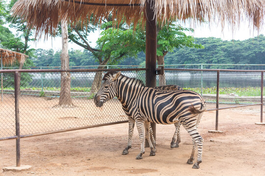 Two zebras walking together inside a zoo enclosure