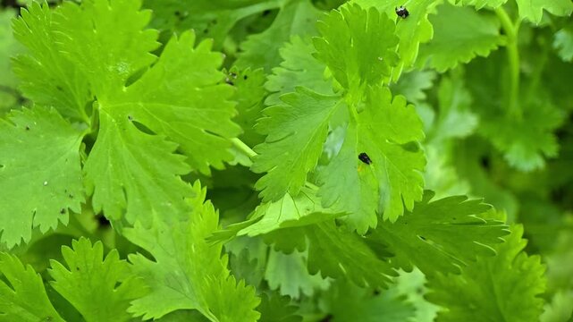Exploring the details of fresh cilantro leaves in a garden setting