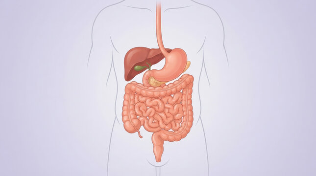 Human digestive system illustration featuring liver stomach intestines and colon colored in pink against neutral soft background.