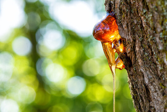 Macro view of a golden amber resin drop on a rough pine tree trunk