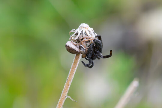 Crab Spider (Xysticus sp.) Preying on a Ladybird Spider (Eresus sp.)