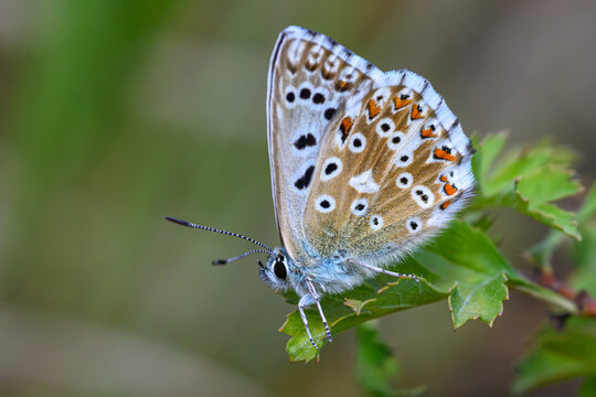 Chalkhill Blue Butterfly (Lysandra coridon) Resting on a Leaf