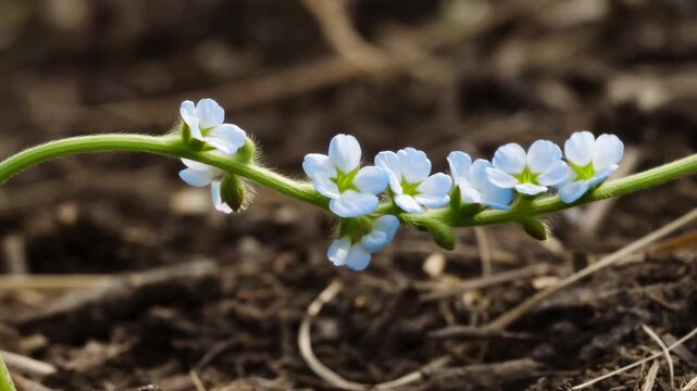 Small pale blue flowers gradually open from green buds along a curved stem above dark soil, revealing clustered blossoms with green centers in soft natural light and shallow background blur