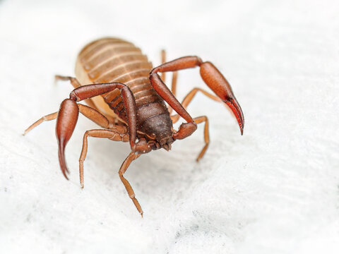 Book Scorpion (Pseudoscorpion) &ndash; Macro Close-Up with Large Pincers