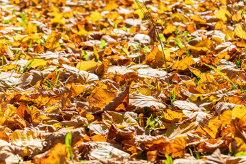 Obraz premium Orange and yellow fallen leaves in the sunlight.