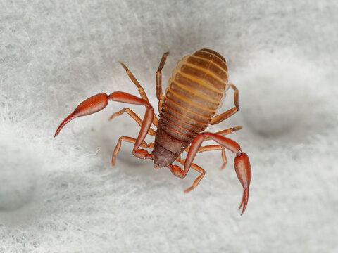 Book Scorpion (Chelifer cancroides) &ndash; Dorsal Macro View of a Pseudoscorpion