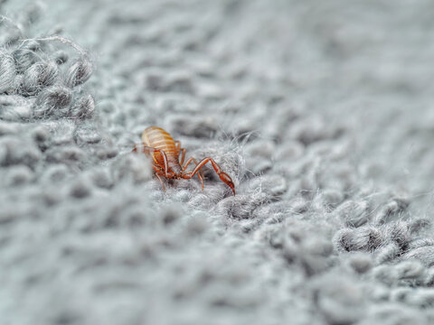 Book Scorpion (Chelifer cancroides) Crawling on Household Fabric