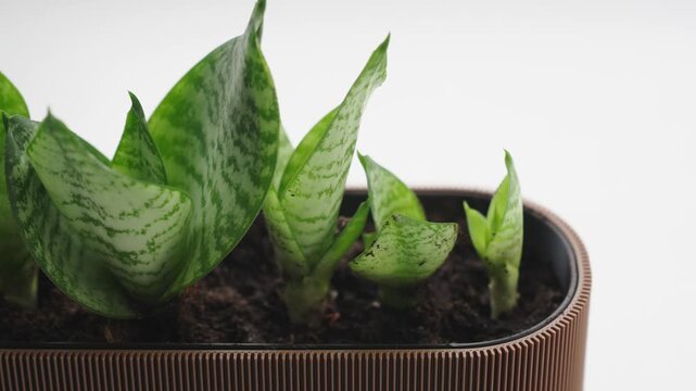 Close up of small rosettes of a variegated snake plant Sansevieria Dracaena trifasciata growing in potting soil inside a shallow rim container. The patterned green leaves show horizontal banding, the 