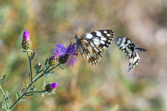 Marbled White Butterflies (Melanargia galathea) with Second Butterfly Approaching in Flight