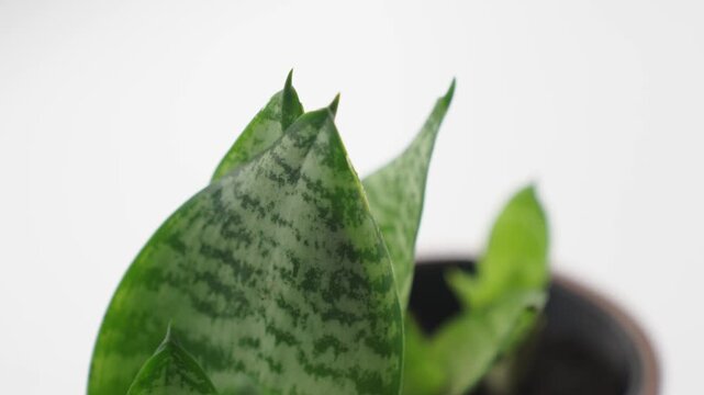 Close up of small rosettes of a variegated snake plant Sansevieria Dracaena trifasciata growing in potting soil inside a shallow rim container. The patterned green leaves show horizontal banding, the 