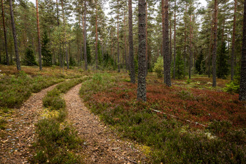 Obraz premium Magical fairytale forest in autumn. Forest covered of moss and blueberry twigs