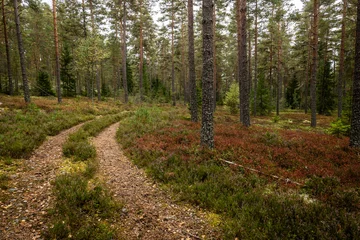 Magical fairytale forest in autumn. Forest covered of moss and blueberry twigs © Conny Sjostrom