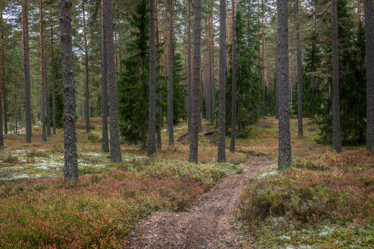 Magical fairytale forest in autumn. Forest covered of moss and blueberry twigs