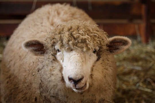 Closeup Of Sheep Chewing While Looking Into Camera