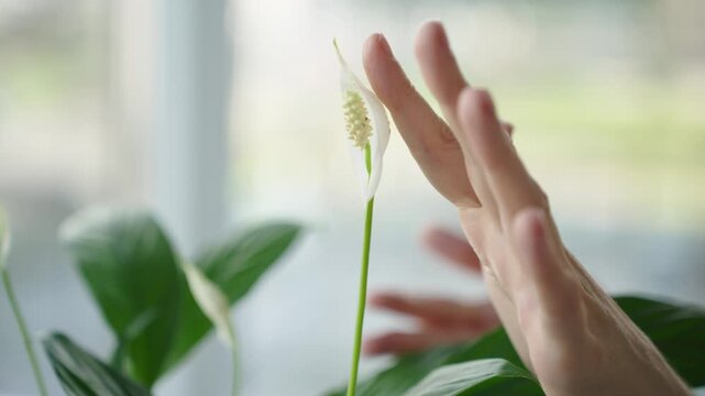 Close up of a woman gently touching the leaf and bloom of a peace lily Natural window light highlights leaf texture and subtle hand motion The clip shows a calm intimate moment of plant care and tacti