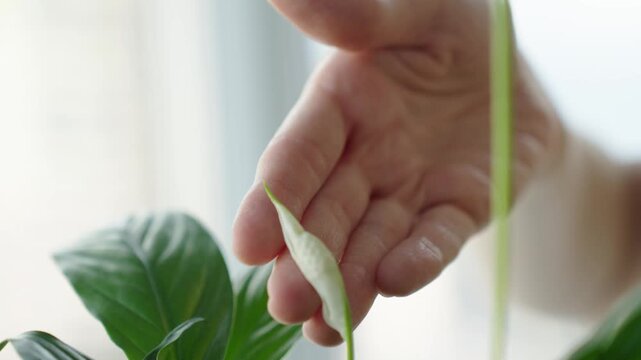 Close up of a woman gently touching the leaf and bloom of a peace lily Natural window light highlights leaf texture and subtle hand motion The clip shows a calm intimate moment of plant care and tacti