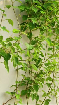 Vibrant green climbing vine leaves moving gently against white wall in slow motion video clip