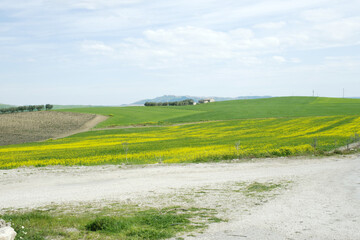 Rolling farmland in Basilicata, Italy with blooming yellow rapeseed fields under a spring sky. Green hills and distant farmhouse evoke rural Mediterranean agriculture for travel and nature themes. © Grenar