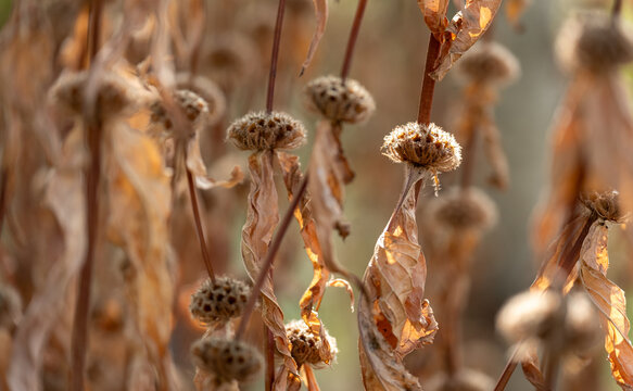 Flower head seed capsules, photographed in late summer after a hot dry summer, at Wisley garden, Surrey UK