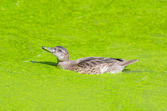 D&eacute;couvrez les oiseaux du Marais Poitevin. H&eacute;rons, martin-p&ecirc;cheurs et aigrettes s'&eacute;panouissent au c&oelig;ur de cette zone humide prot&eacute;g&eacute;e, v&eacute;ritable havre pour la faune sauvage.