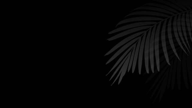 Abstract palm leaf shadows moving slowly across dark textured backdrop cinematic minimalist motion footage for creative design projects and digital aesthetic visuals.