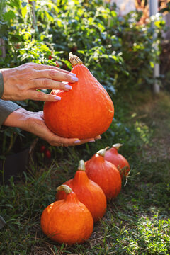 Woman harvesting fresh orange hokkaido pumpkins in garden