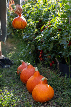 Person harvesting organic orange hokkaido squash pumpkins