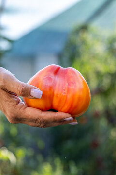 Hand holding organic heirloom tomato from garden harvest