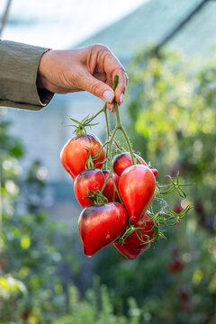 Hand holding fresh organic tomatoes after harvest