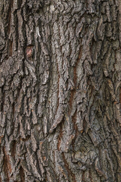 Bark texture and background of a old tree trunk. Detailed bark texture.
