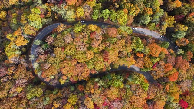 Road trip on mountain scenic route in North Carolina during peak fall season. Car drive at Appalachian landscape filled with vivid autumn colors.
