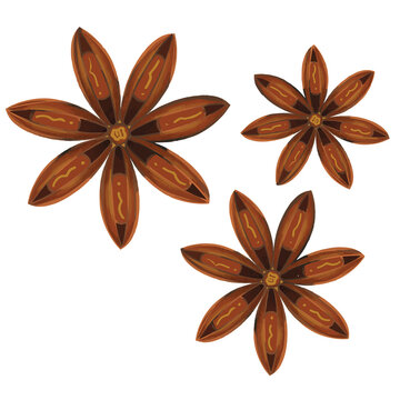 star anise herb with isolated on white background