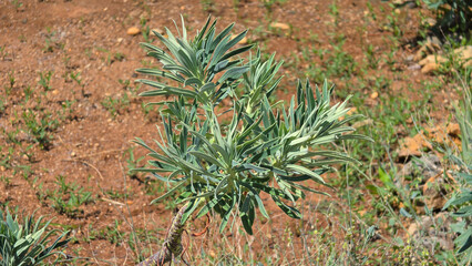 Fototapeta premium Green wild gopher spurge plant growing in dry red soil